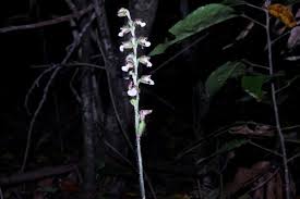 Image result for Zeuxine stammleri