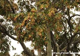 Up to april 2007, species such as jelutung, sentang, khaya ivorensis, khaya senegalensis, merawan siput jantan, meranti temak nipis, karas dan meranti temak have been. Hopea Odorata Roxb