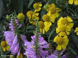 Late Summer Flowers Obedient Plant And Sneezeweed By Fletcher Wildlife Garden Late Summer Flowers Obedient Plant Plants