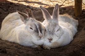 Bringing them to the vet may catch any health issues as a rabbit is a prey species and by design, they are very good at hiding symptoms of illnesses. 6 Places To Adopt Rabbits In Singapore Things To Know