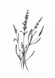 digital hand drawn floral ink illustration lavender black etsy in 2020 ink illustrations plant drawing flower drawing hand drawn floral ink illustration