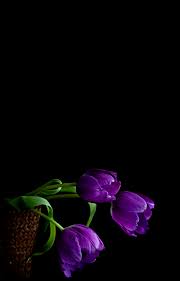 Mennyfox55 Wallpaper Nature Flowers Flowers Photography Blue Wallpaper Iphone