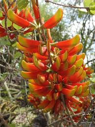 Image result for Acanthopale confertiflora