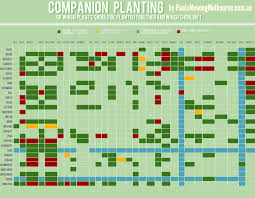 Companion Planting Infographic Infographic Expo