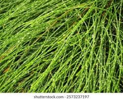 Image result for Casuarina junghuhniana