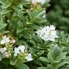 Stop beating around the bush. Hebe Buxifolia Garden Express