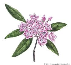 Did you know that the official pennsylvania state flower is the mountain laurel ( kalmia latiflolia )? Pennsylvania Capital Population Map Flag Facts History Britannica