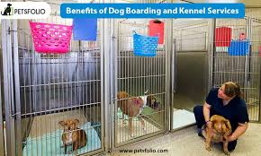 24 hour vet care, vaccinations, pet declawing Benefits Of Dog Boarding And Kennel Services