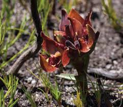 Image result for Schlechterina mitostemmatoides