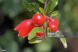 Image result for Punicaceae