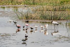 Water Birds Of Central Florida Birds Florida Wetlands Wetland Birds Species