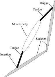 Tendons transmit the mechanical force of muscle contraction to the bones. Simple Structure Of A Skeletal Muscle Consists Of A Muscle Belly And Download Scientific Diagram