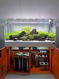 Pin By Aquarium Freshwater Fish On Dim In 2021 Aquarium Freshwater Aquarium Aquascape Aquarium