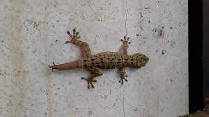 Ekor Cicak Bercabang 3 Youtube