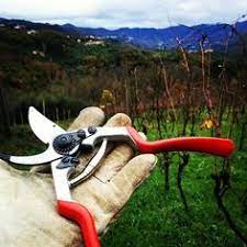 Jamaican way of prouning things. 170 Felco In Use Ideas Pruning Tools Garden Tools In Use