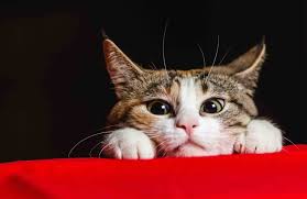 Chicken Stock Soup For Cats Recipe The Catnip Times