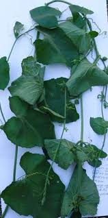 Image result for Oreosyce africana