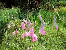Image result for Dierama formosum × plowesii