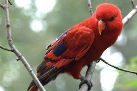 Kumpulan gambar burung yang cantik dan mengagumkan. Bksda Maluku Lepas Liarkan Burung Nuri Merah Antara News