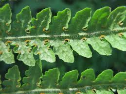 Image result for Blotiella natalensis