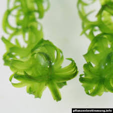 Image result for Lagarosiphon major