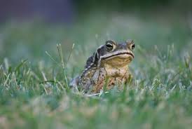 The occasional frog, or a small group of frogs, does a lot to prevent other pests from spreading disease. Encouraging Frogs To Live In Your Garden Dave S Garden