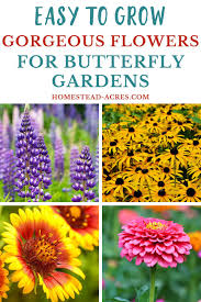 Thus, spectacular blooms that secrete nectar are perfect for attracting these colorful insects. 19 Best Flowers For Butterfly Gardens Flowers That Attract Butterflies Easy To Grow Flowers Flowers For Butterflies