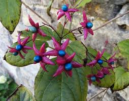 Image result for Clerodendrum ternatum
