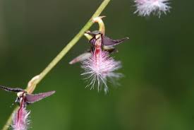 Image result for Bulbophyllum saltatorium