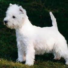 Race De Chien West Highland White Terrier Toilettage Chien Terrier Blanc Chien