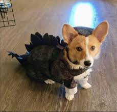 Free shipping on orders over $25 shipped by amazon. 85 Funny Corgis In Halloween Costumes Page 2 Of 21 The Paws