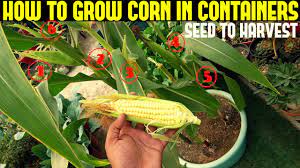 For corn, it should be at least 60°f (16°c), or 65°f (18°c) for super sweet varieties. How To Grow Corn In Containers With Full Updates Youtube
