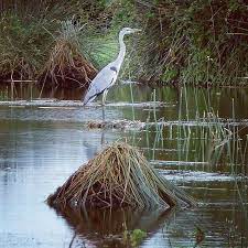 kizilirmak deltasi kus cenneti bafra fotografi gonderen recep sen hayvan guzel kuslar kus
