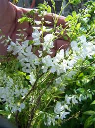 Image result for Indigofera dimidiata