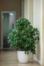 Maybe you would like to learn more about one of these? 34 Houseplants That Can Survive Low Light Best Indoor Low Light Plants