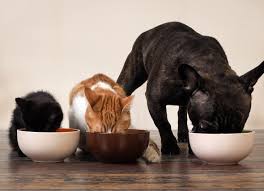 Ultimately, whether choosing wet cat food vs. 5 Dos And Don Ts For Mixing Your Pet S Food Petmd
