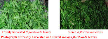 Image result for Bacopa floribunda