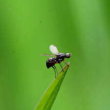 Im grunde sind sie kleine, fast unsichtbare würmchen, die eier und larven von trauermücken und. Fliegen In Blumenerde Wie Sich Trauermucken Bekampfen Lassen Bunte De