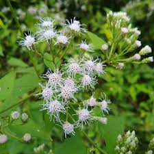 Image result for Chromolaena odorata