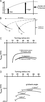 Arrow cursor drawing diagram, arrow drawing upwards, angle, hand png. Thermal Soaring Technique A The Upward Air Velocity In A Symmetrical Download Scientific Diagram