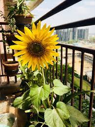 Sunshine Sunflower Small Apartment Balcony Ideas Balcony Garden House Balcony