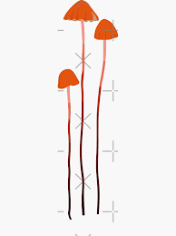 Image result for Marasmius siccus