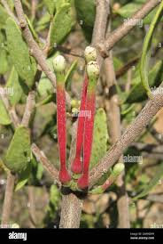 Image result for Tapinanthus oleifolius