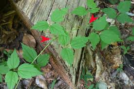 We did not find results for: Using Georgia Native Plants Those Confusing Leaves Of Three