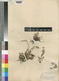 Image result for Nicolasia