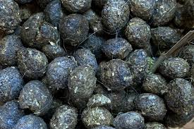 Image result for rabbit droppings