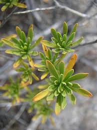 Image result for Surianaceae
