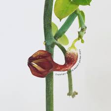 Image result for Ceropegia burchelliana
