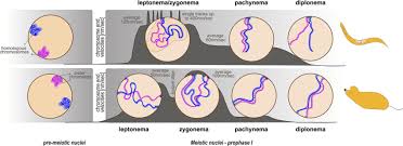 Image result for Meiosperma