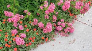 Image result for x Ruttyruspolia